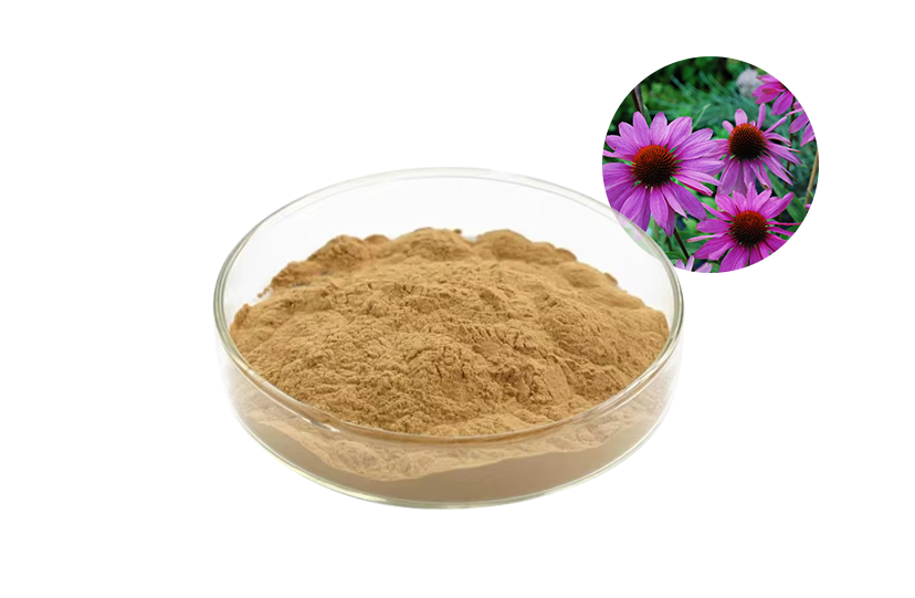 Echinacea Purpurea Extract Powder
